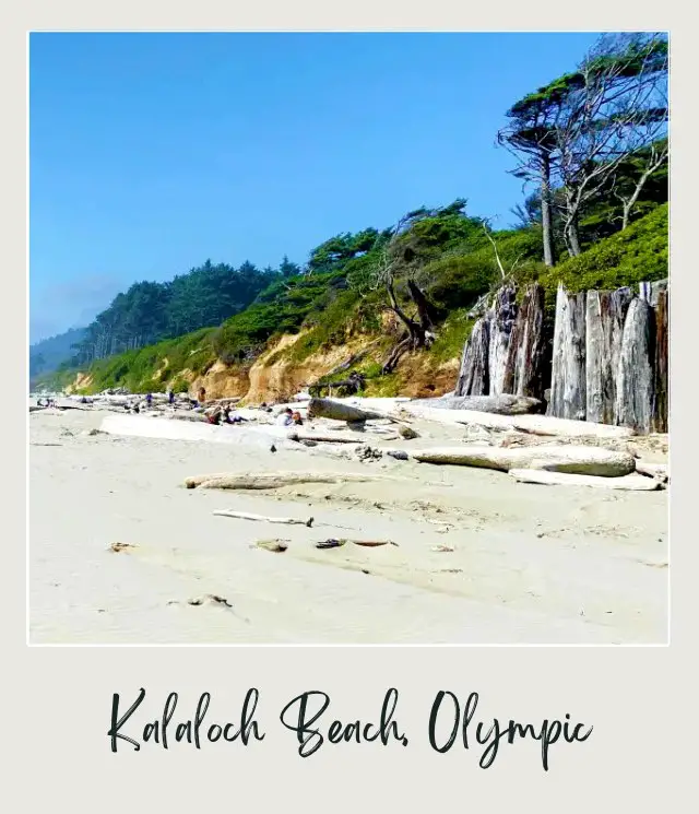 The 10 Best Olympic National Park Beaches View of trees beside the Kalaloch Beach Olympic National Park