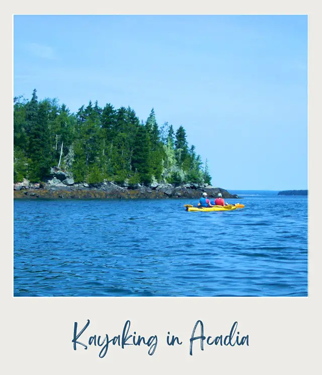 Two yellow kayaks with people in the middle of the blue ocean and behind are trees in Acadia National Park