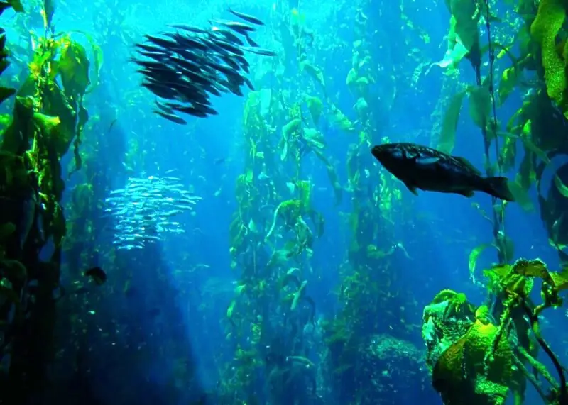 Kelp_Forest-Channel Islands