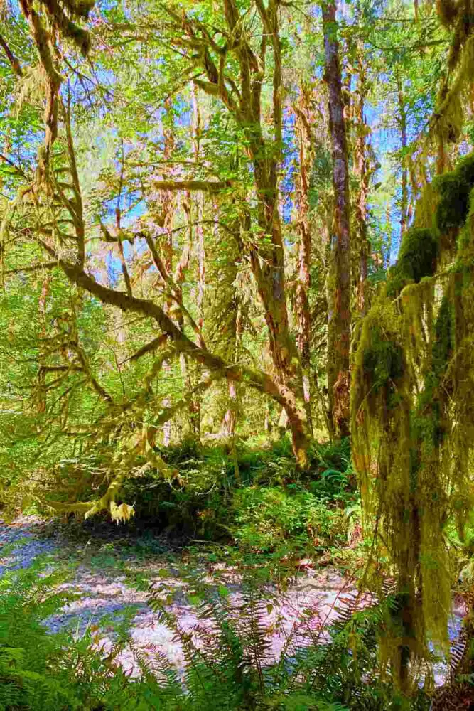 Mossy trees surrounded by ferns and other plants in Kestner Homestead - Maple Glade Olympic National Park.