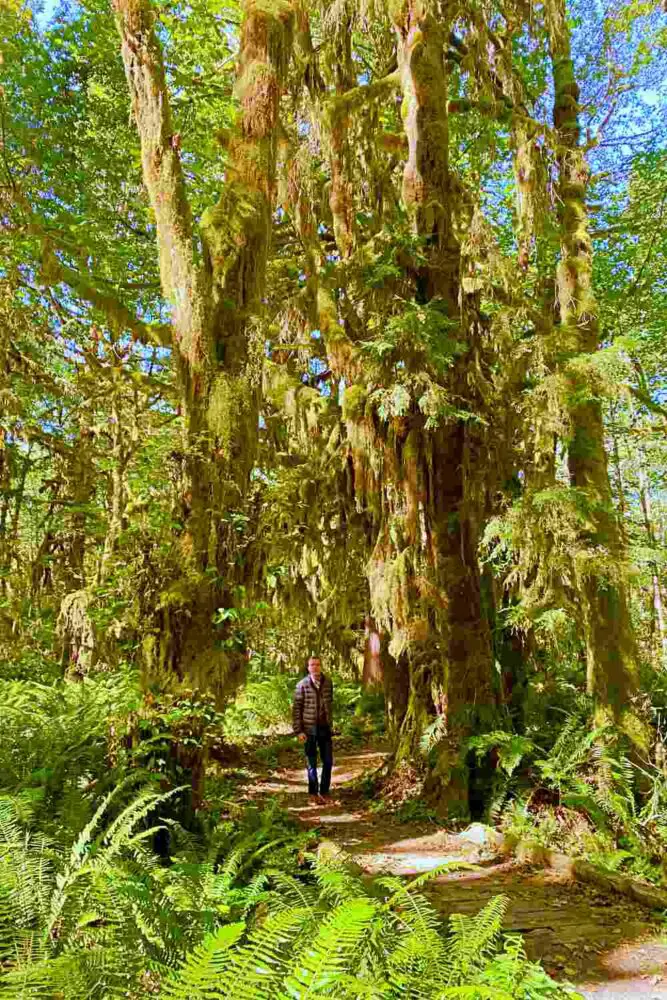 A man standing in the middle of the minor road in Mossy trees surrounded by ferns and other plants in Kestner Homestead - Maple Glade Olympic National Park surrounded by mossy trees, ferns, and other plants.