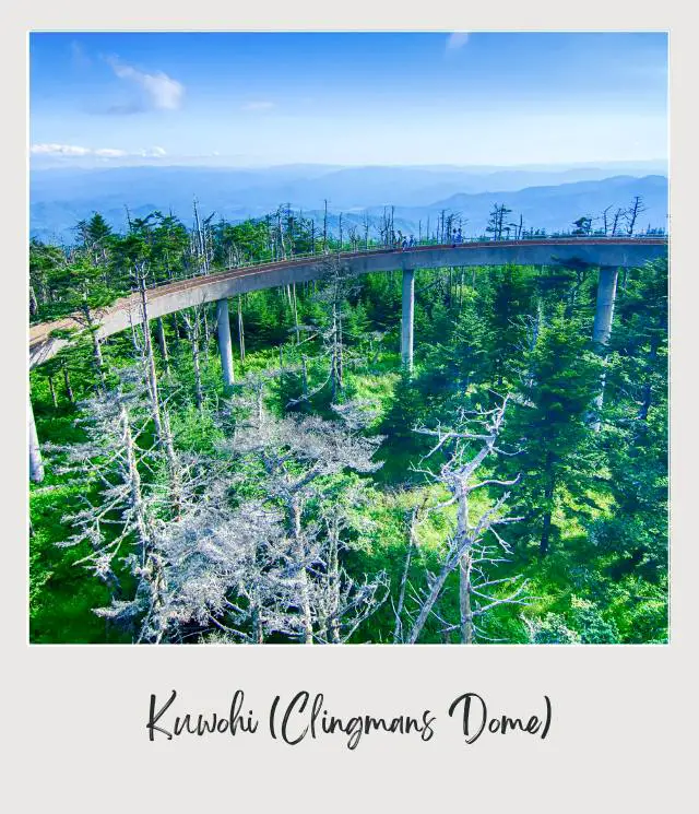 Clingmans Dome surrounded by trees under the blue sky in Great Smoky Mountains National Park.