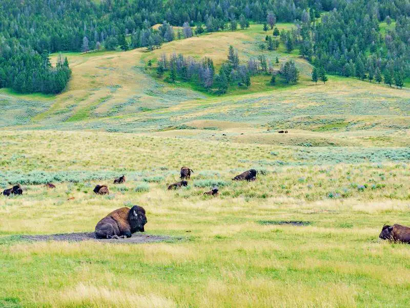 Wild Bison at the Lamar Valley in Yellowstone