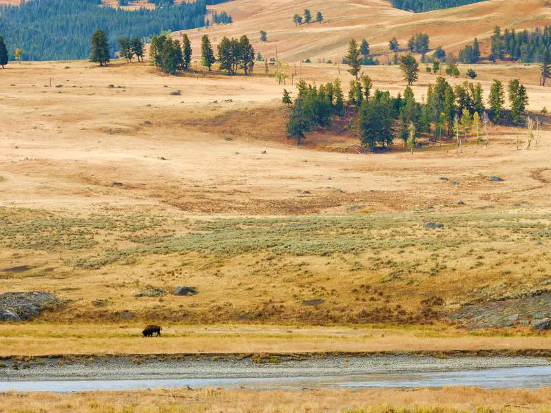 lone bison next to river with grass fields and mountains behind in Lamar Valley in Yellowstone National Park