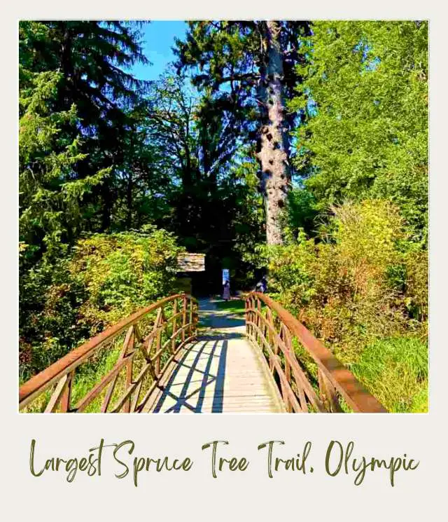 20 Best Hikes in Olympic National Park The bridge is surrounded by large trees, and in the middle is the Largest Spruce tree in Olympic National Park.
