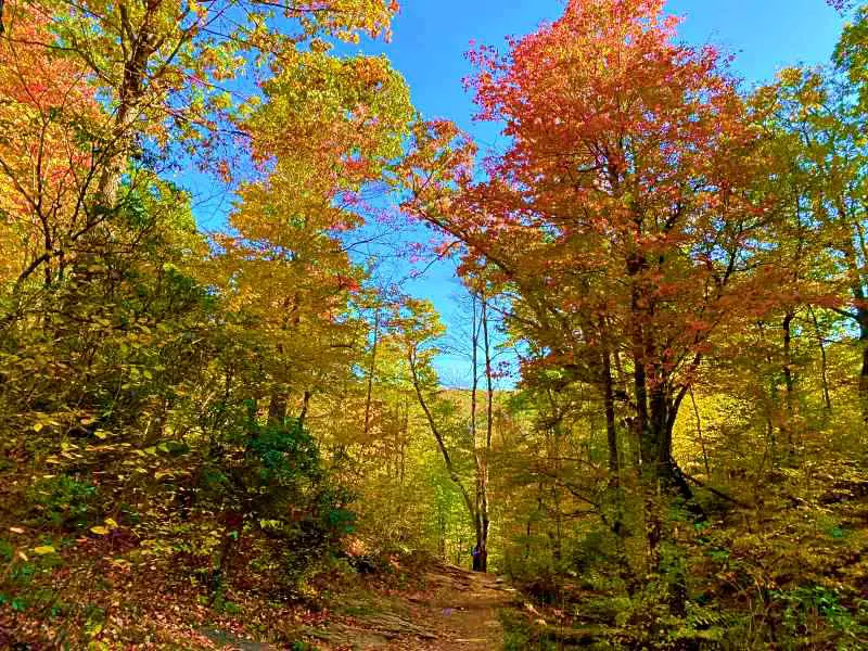 Small road surrounded by trees with colorful leaves in Shenandoah National Park