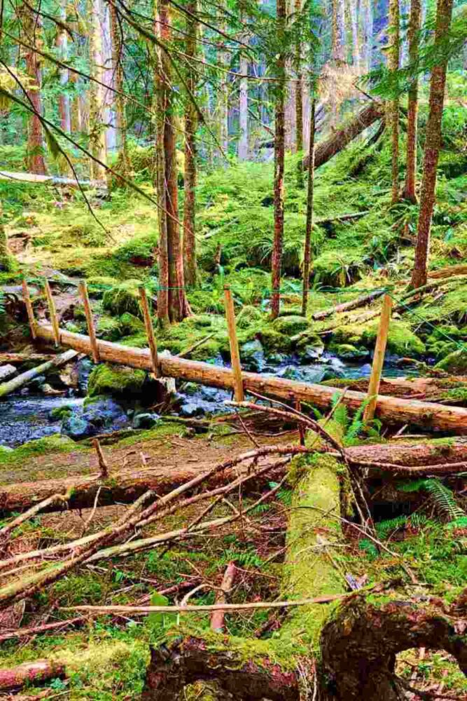 The river is filled with small logs and surrounded by trees and green grasses in Hurricane Ridge Olympic National Park