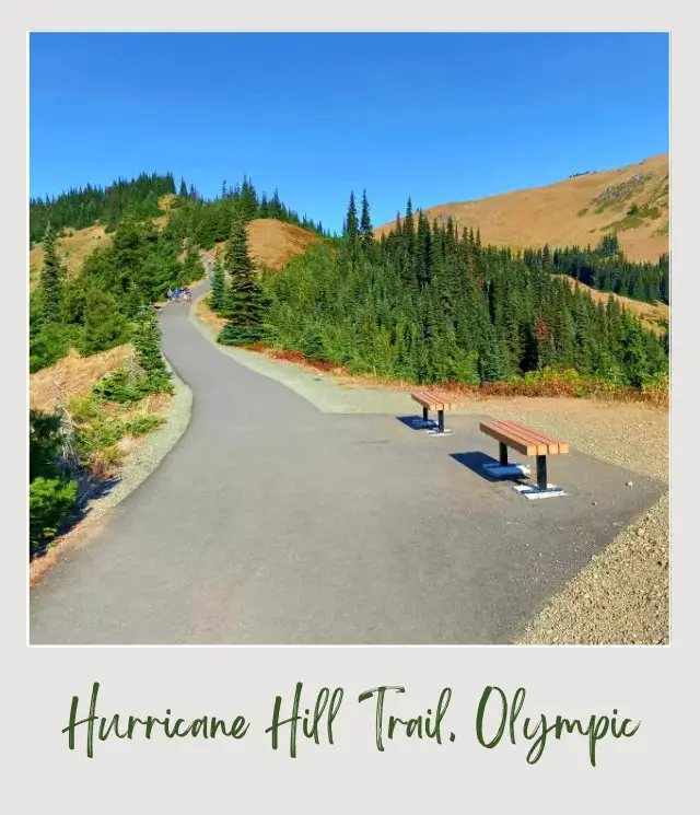 Hurricane Hill Trail Guide Wooden chairs beside the small road with people surrounded by trees in Hurricane Hill