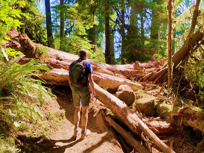 Log fallen across Hoh River Trail Olympic National Park