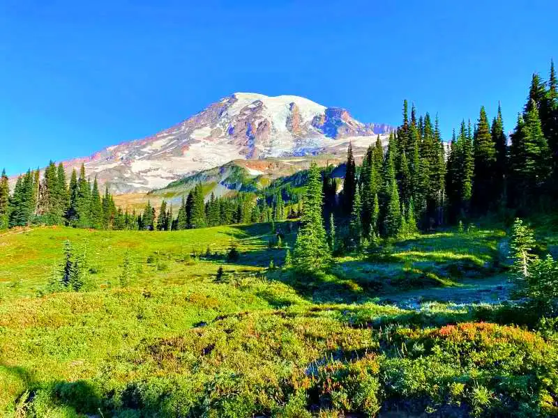 A snow-capped mountain, and below are trees and other green plants in Skyline Trail Mt Rainier National.