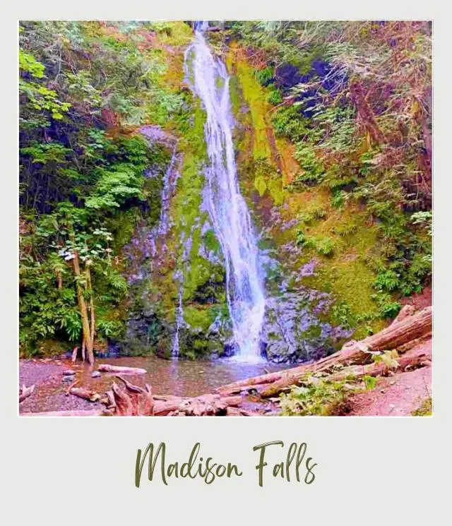 Waterfalls in Olympic National Park and surrounded by trees and plants, and below are rocks and tree logs.