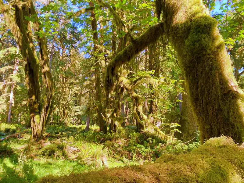 Mossy trees surrounded by ferns and other plants in Kestner Homestead - Maple Glade Olympic National Park.