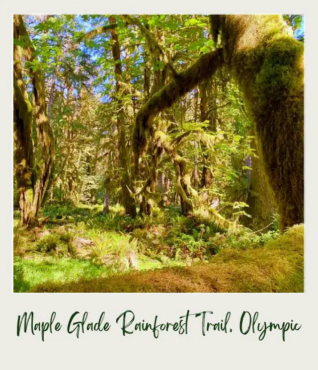 Maple Glade Rainforest Trail and Kestner Homestead Trail: Complete Guide Mossy trees surrounded by ferns and other plants in Kestner Homestead - Maple Glade Olympic National Park.