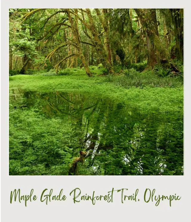 Maple Glade Rainforest Trail Olympic National Park