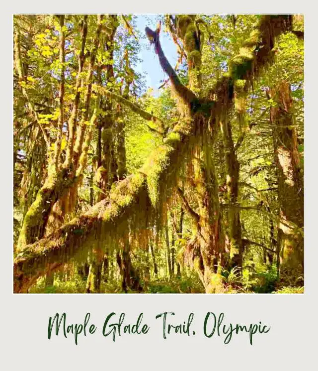 Maple Glade Rainforest Trail and Kestner Homestead Trail: Complete Guide Small road surrounded by mossy trees and other plants in Olympic National Park