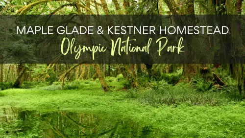 Waterpond is surrounded by green plants and mossy trees, with the text above saying MAPLE GLADE RAINFOREST TRAIL & KESTNER HOMESTEAD TRAIL.