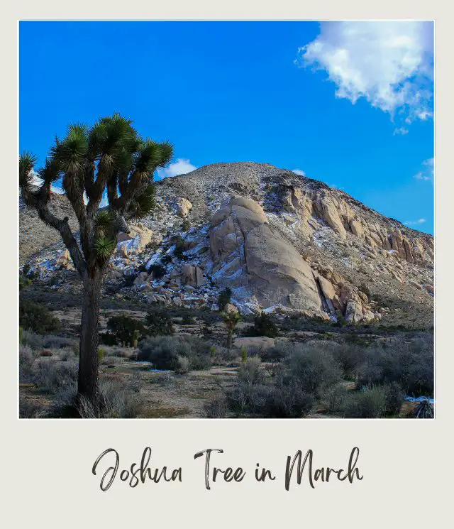 View of Joshua trees and bushes, and behind is a huge rock mountain topped with little snow under the blue sky in Joshua Tree National Park.