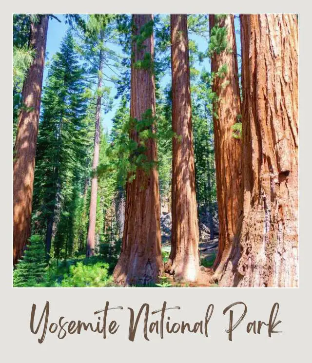 10 Fun Facts About Yosemite National Park View of straight and huge tree trunks in Mariposa Grove Yosemite National Park.