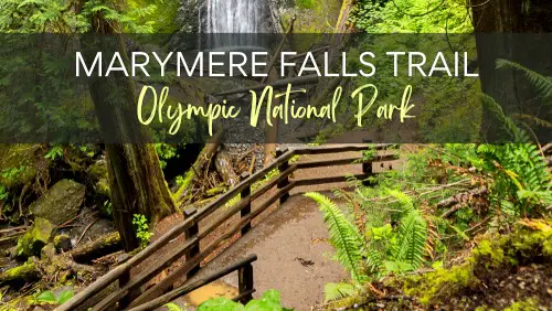 View of a trail with a wooded fence and behind is a waterfall surrounded by trees, logs, and stones, with the text, Marymere Falls Trail Olympic National Park.