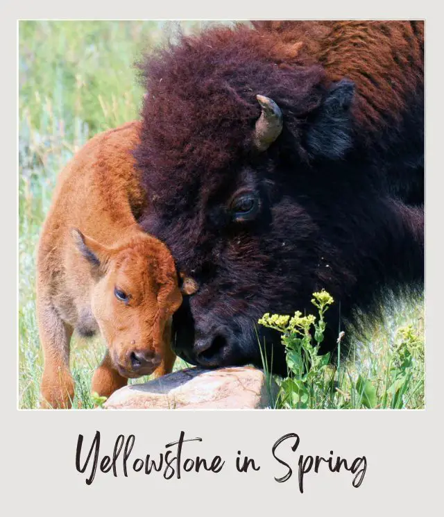 Visiting Yellowstone National Park: What To Expect Throughout the Year baby bison yellowstone national park