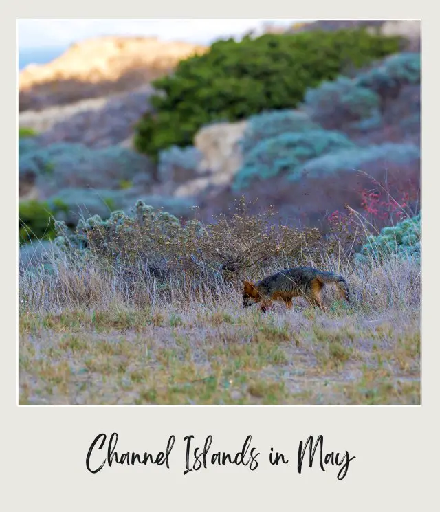 A wild fox surrounded by different plants in Channel Islands National Park.