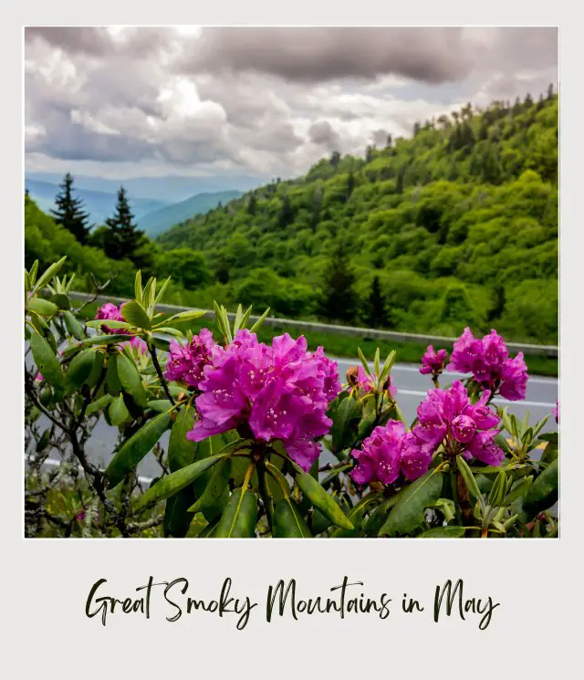 Behind the purple flowers is a road beside the mountains and trees in Great Smoky Mountains National Park.