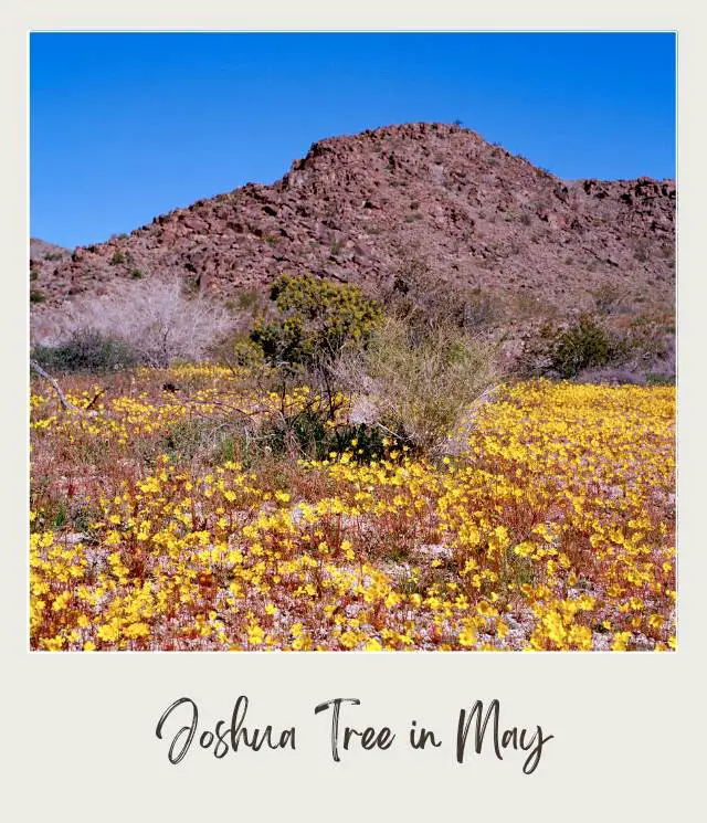 Yellow wildflowers, dried plants below the rock mountain in Joshua Tree National Park.