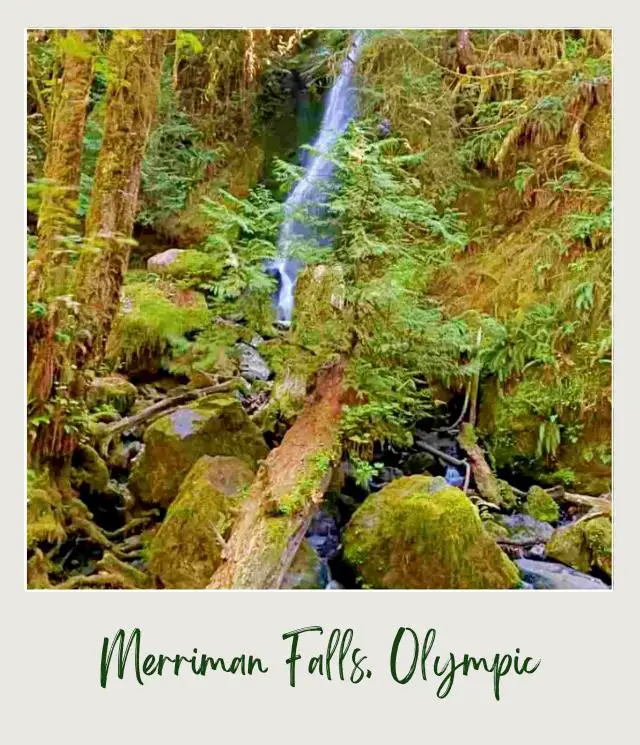 Lake Quinault Loop Drive: A Complete Guide for First Time Visitors Waterfalls surrounded by rocks, trees, and logs in Merriman Falls, Olympic National Park