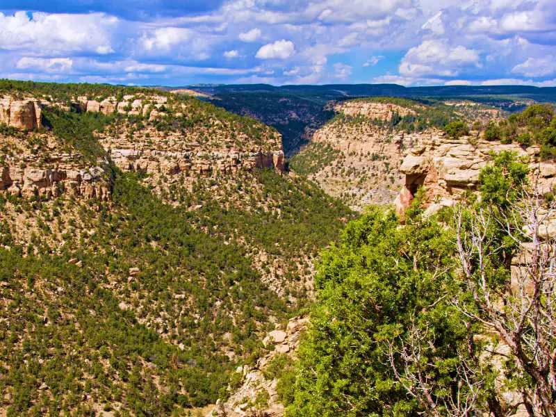 Rock mountains surrounded by trees during summertime in Mesa Verde National Park.