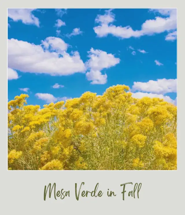 Visiting Mesa Verde National Park: What To Expect Throughout the Year Plants with yellow flowers under the blue sky and clouds in Mesa Verde National Park