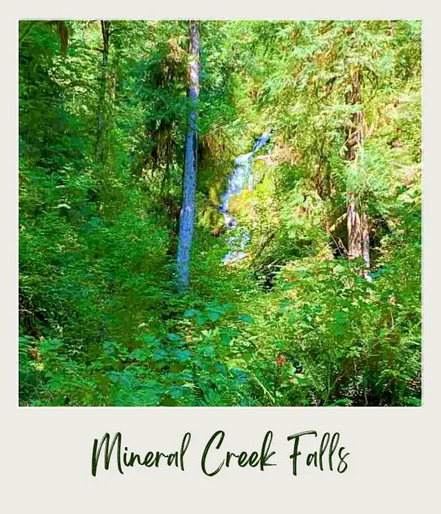 Trees, ferns, and other plants, and behind is a waterfall in Olympic National Park