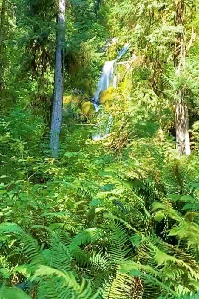 Mineral Creek Falls on Hoh River Trail