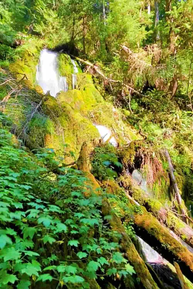 Mineral Creek Falls on Hoh River Trail Olympic National Park