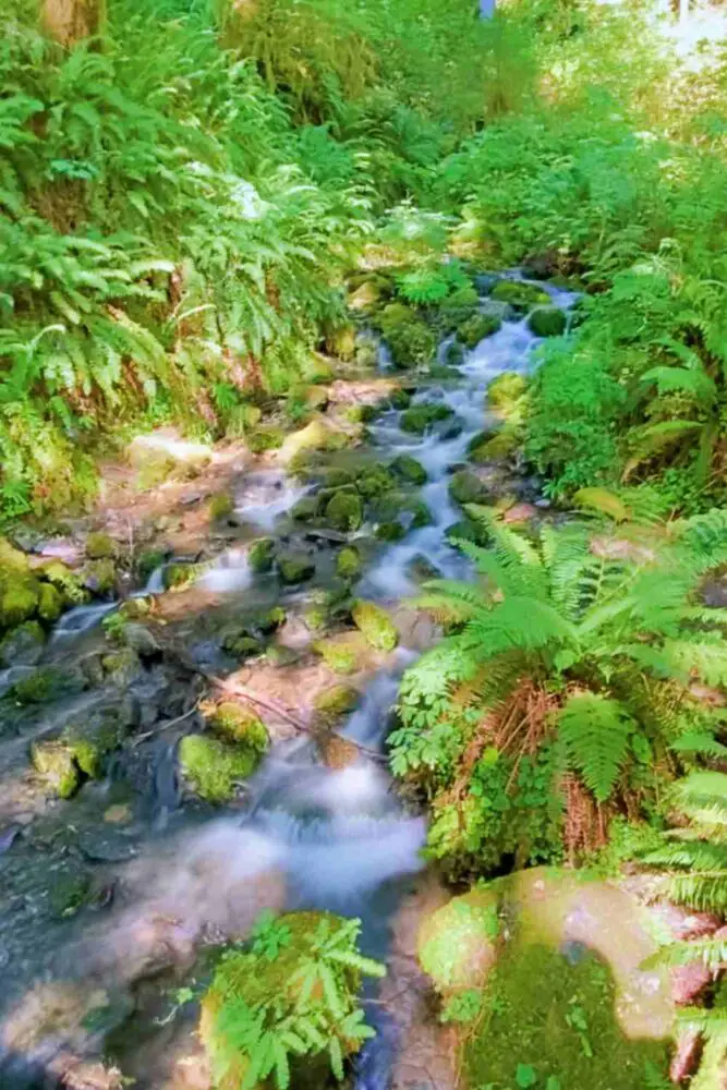 Mineral Creek on Hoh River Trail