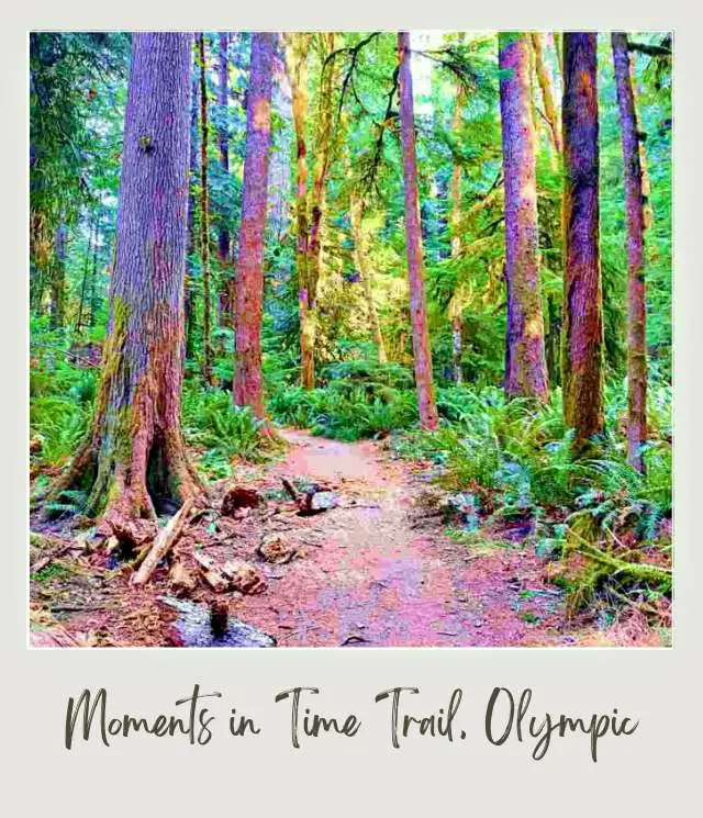 Small road in the middle of the trees and surrounded by ferns in Crescent Lake Olympic National Park
