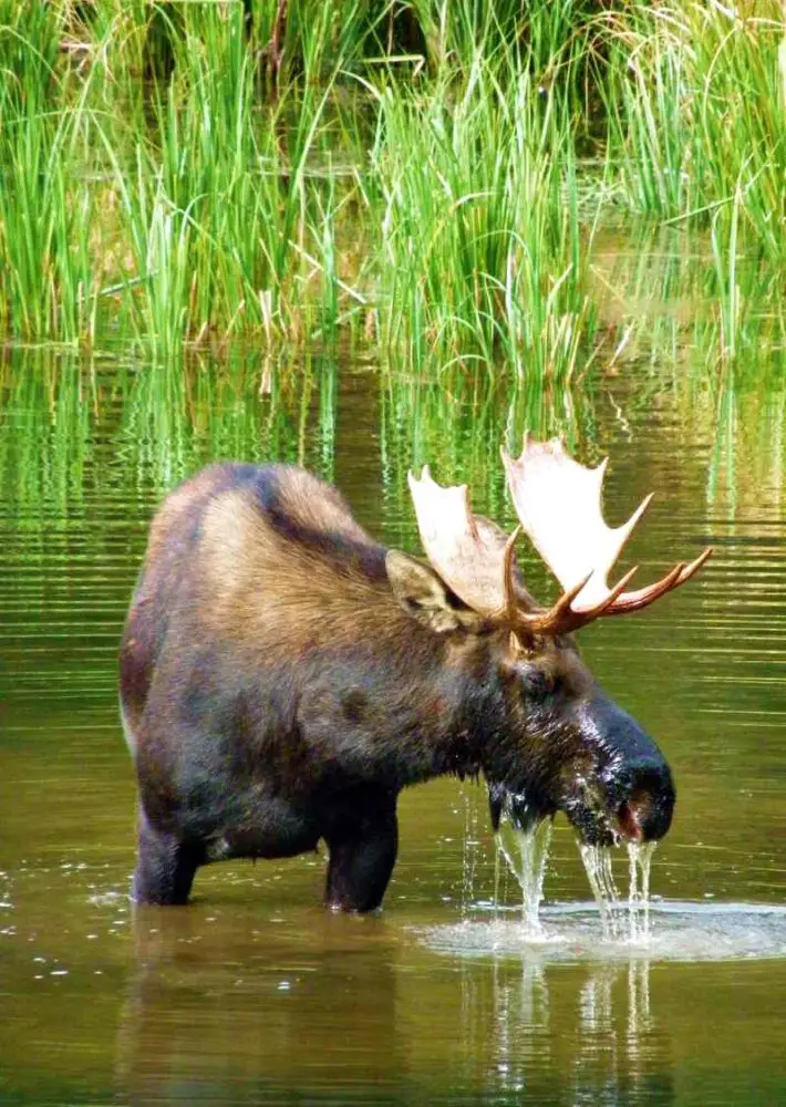 Moose Grand Teton