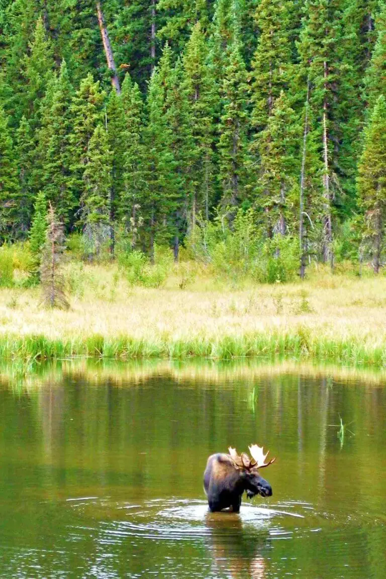 The 10 Best Hikes In Grand Teton National Park 2024