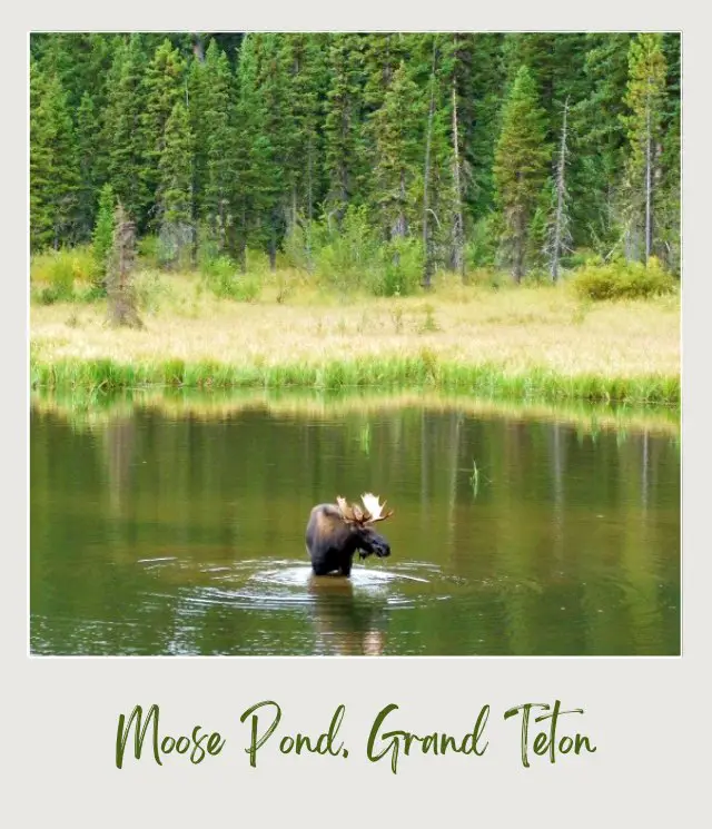 A moose in the pond surrounded by trees and grasses in Grand Teton National Park.