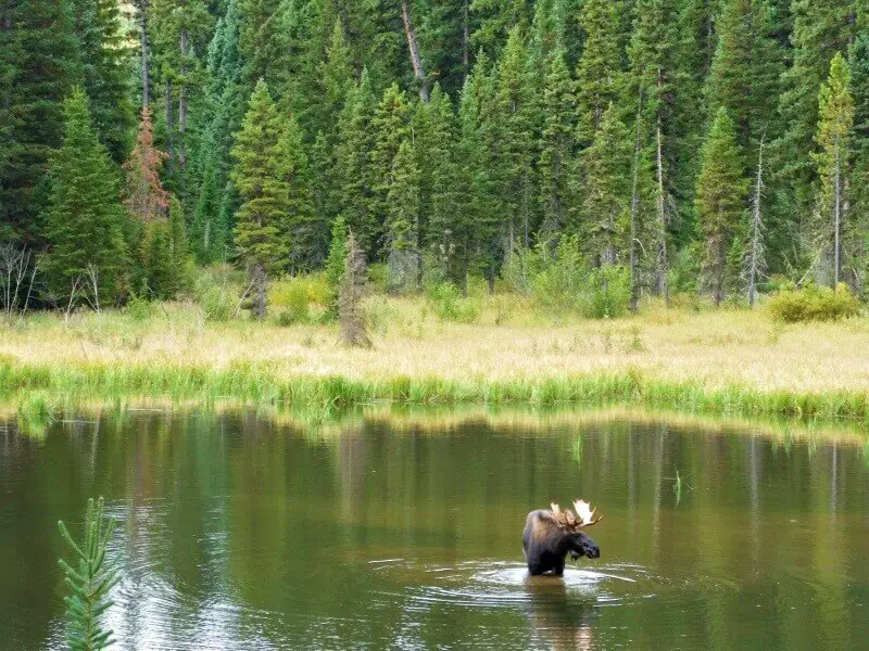 Moose ponds in Grand teton National Park