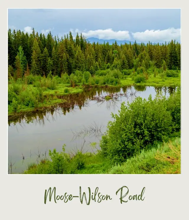 View of a pond surrounded by green plants and trees on Moose Wilson Road in Grand Teton National Park.