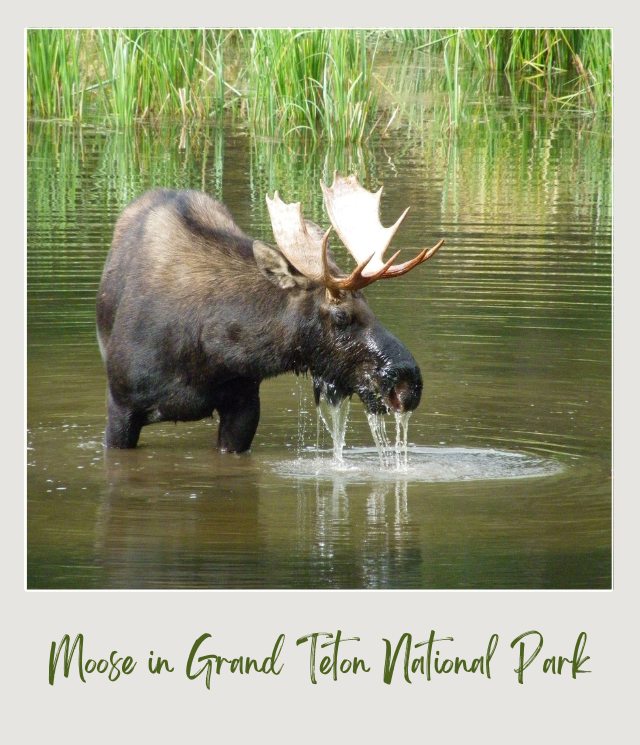 Moose at Grand Teton National Park