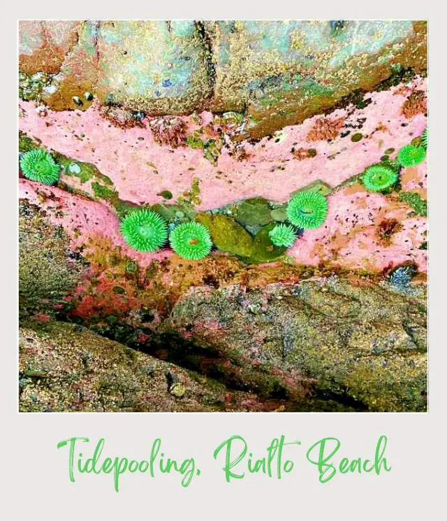Best Tide Pools Olympic National Park: Complete Guide for First Time Visitors Green coralline algae on the rock in Olympic National Park