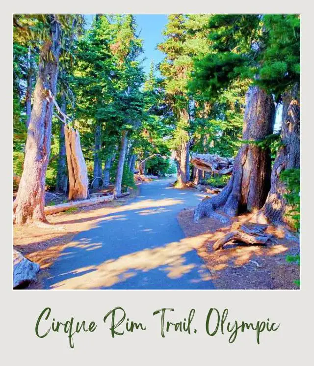 Cirque Rim Trail Guide Pathway surrounded by giant trees in Cirque Rim Trail Hurricane Ridge Olympic National Park