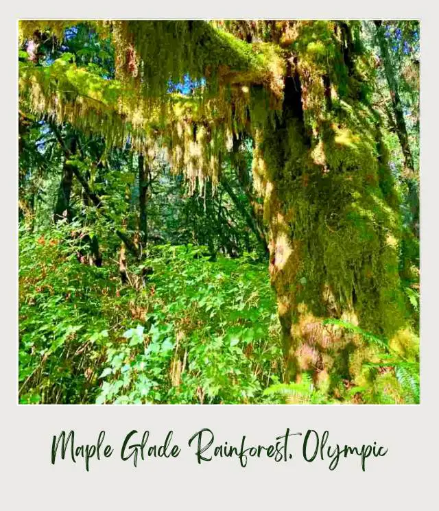 Maple Glade Rainforest Trail and Kestner Homestead Trail: Complete Guide Huge mossy trees surrounded by other plants in Kestner Homestead - Maple Glade Olympic National Park.