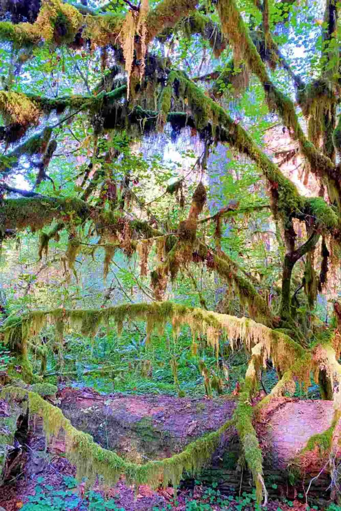 Moss on trees on Hoh River Trail Olympic National Park