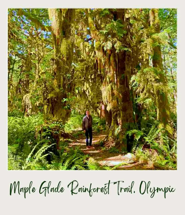 Maple Glade Rainforest Trail and Kestner Homestead Trail: Complete Guide A man standing in the middle of the minor road in Mossy trees surrounded by ferns and other plants in Kestner Homestead - Maple Glade Olympic National Park surrounded by mossy trees, ferns, and other plants.