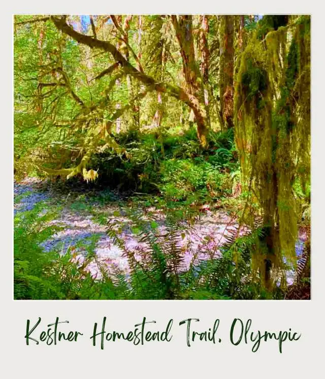 Maple Glade Rainforest Trail and Kestner Homestead Trail: Complete Guide Mossy trees surrounded by ferns and other plants in Kestner Homestead - Maple Glade Olympic National Park.