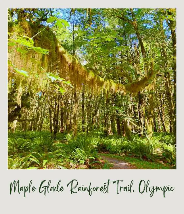 Maple Glade Rainforest Trail and Kestner Homestead Trail: Complete Guide Small road surrounded by mossy trees, ferns, and other trees in Kestner Homestead - Maple Glade Olympic National Park.
