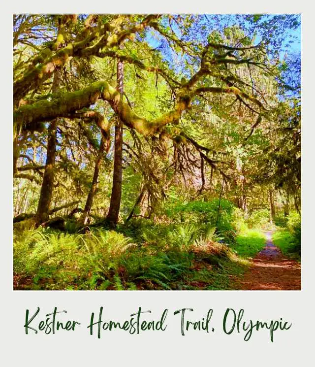 Maple Glade Rainforest Trail and Kestner Homestead Trail: Complete Guide A small road and mossy trees, ferns, and other trees in Kestner Homestead - Maple Glade Olympic National Park.