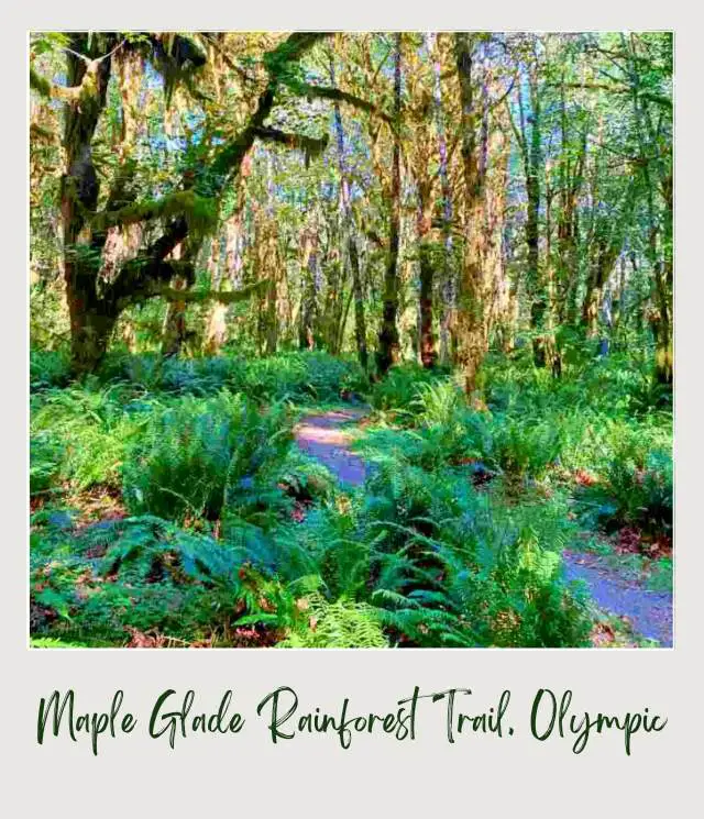 Maple Glade Rainforest Trail and Kestner Homestead Trail: Complete Guide Small road surrounded by mossy trees, ferns, and other trees in Kestner Homestead - Maple Glade Olympic National Park.